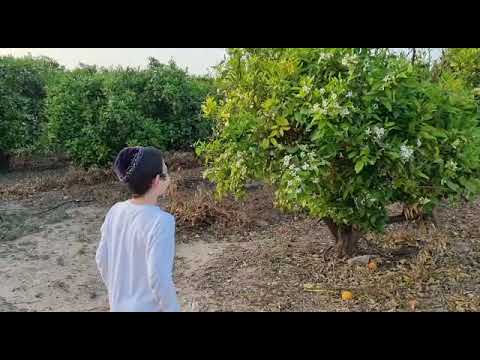 Birkat Hailanot: Bendición de los árboles frutales en el mes de Nisan con Shneur Zalmen Moishe